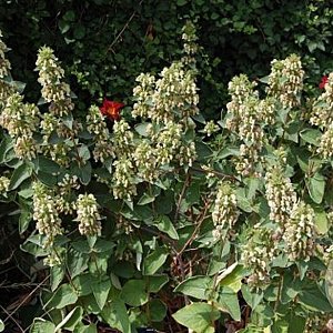 Phlomis samia GM P9 BIO