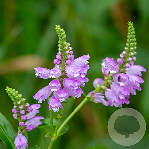 Physostegia virginiana 'Red Beauty' GM P9 BIO