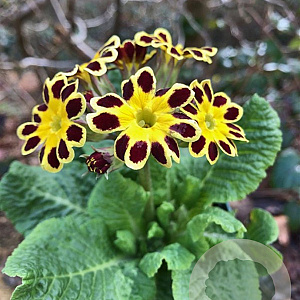 Primula 'Gold Lace' GM P9 BIO