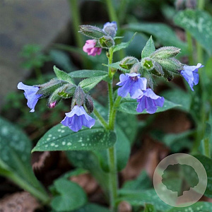Pulmonaria longifolia 'E.B. Anderson' GM P9 BIO