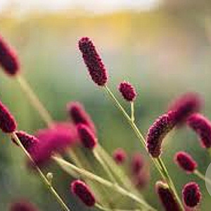 Sanguisorba 'Cangshan Cranberry' GM P9 BIO