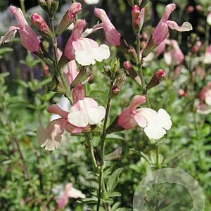 Salvia jamensis 'Sierra San Antonio' GM P9 BIO