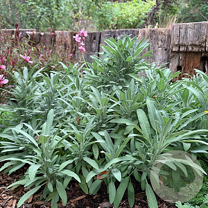 Salvia off. 'Minor' GM P9 BIO