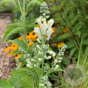 Scutellaria incana 'White Sky' GM P9 BIO