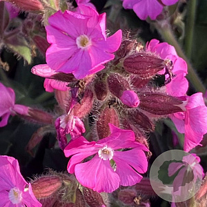 Silene 'Rollies Favorite' GM P9 BIO