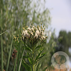 Vernonia crinita alba GM P9 BIO