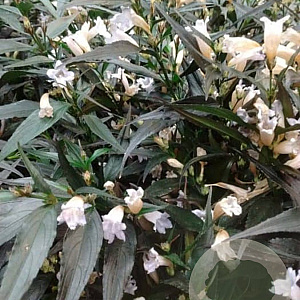 Strobilanthes anisop. Brunetthy 30-40 cm 5,0L