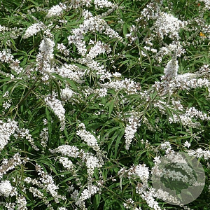 Vitex agnus Castus Alba 40-50 cm 5,0L