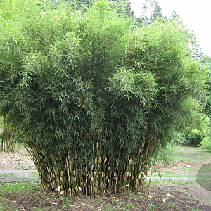 Fargesia robusta 'Wolong' 150-200 cm 5,0L