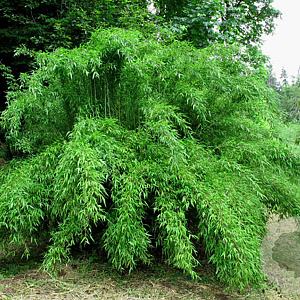 Fargesia denudata 'Xian 2' 100-125 cm 10L