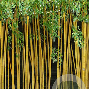 Phyllostachys aurea 'Holochrysa' 100-150 cm 10L