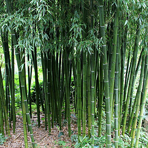 Phyllostachys iridescens 400-500 cm 45L
