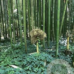 Phyllostachys Prominens 40-60 cm 5,0L