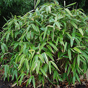 Sasa tsuboiana 25-50 2,5L