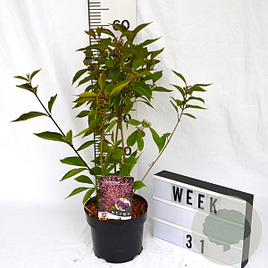 Callicarpa bod. Magical Deep Purple 40-60 cm 3,0L