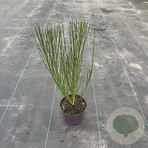 Cytisus 'Killiney Red' 40 cm P13