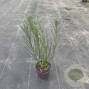 Cytisus scop. 'Vanesse' 40 cm P13
