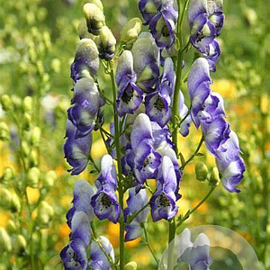 Aconitum camm. 'Bicolor' P9