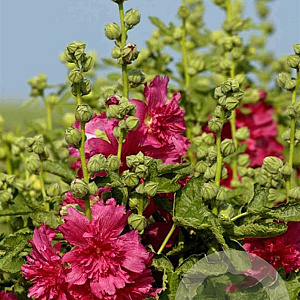 Alcea rosea 'Carmine Rose' P9
