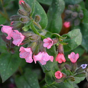 Pulmonaria s. 'Dora Bielefeld' P9