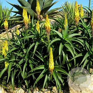 Aloe striatula 'Articjungle' 30-40 cm 7,5L