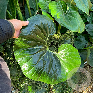 Farfugium jap. Giganteum Articjungle 30-40 cm 7,5L
