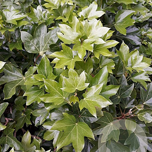 Fatshedera lizei 40-50 cm 5,0L