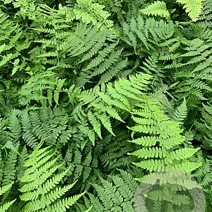 Athyrium f.-f. 'Rotstiel' P9