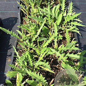 Cirsium rivulare 'Tr. Blue Wonder' P9
