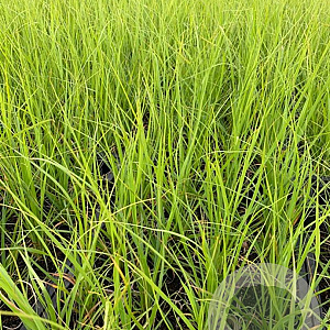 Cortaderia s. 'White Plume' P9