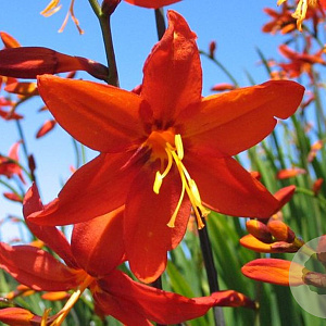 Crocosmia 'Babylon' P9