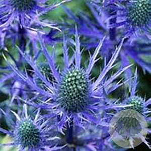 Eryngium 'Big Blue' P9