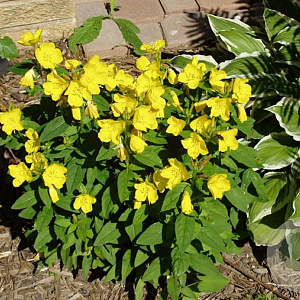 Oenothera tetragona P9