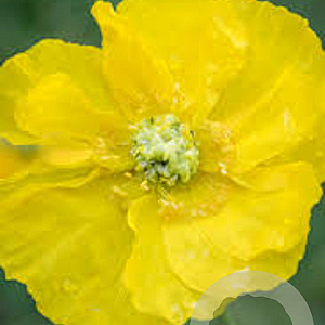 Papaver nud. 'Pop-up Yellow' P9