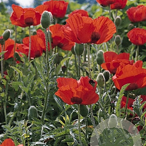 Papaver or. 'Allegro' P9