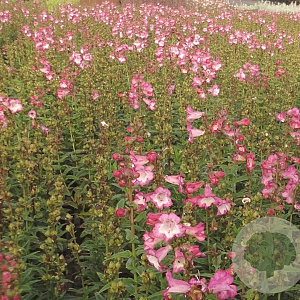 Penstemon h. 'Peptalk Pink' P9