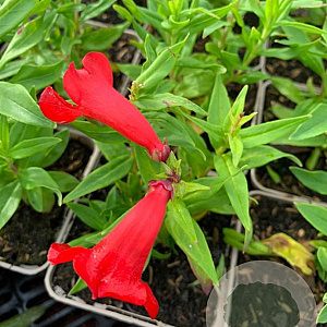 Penstemon h. 'Peptalk Red' P9