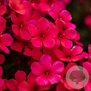 Phlox (P) 'Early Red' P9