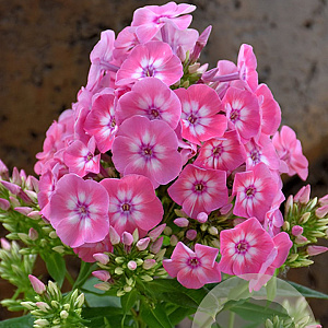 Phlox (P) 'Flame Pink Eye' P9