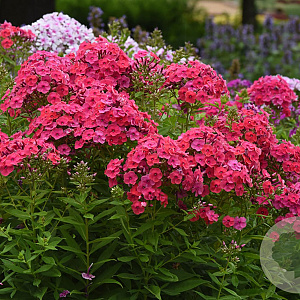 Phlox (P) Ka-Pow Pink P9