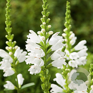 Physostegia virginiana P9