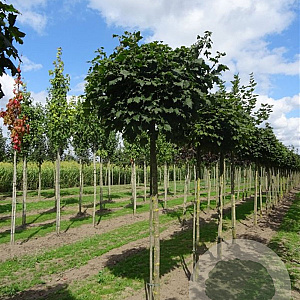 Acer plat. 'Globosum' 20-25 HO draadkluit 220 cm stam LEIVORM