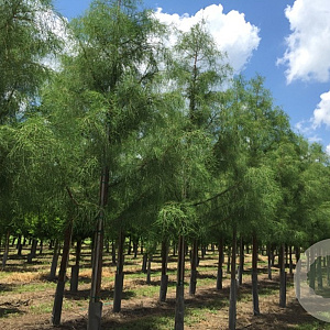 Taxodium dist. 'Prairie Sentinel' 125-150 cm 30L extra