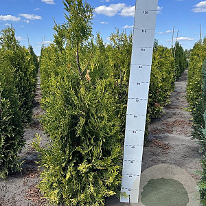 Thuja occ. 'Golden Brabant' 120-140 cm met kluit