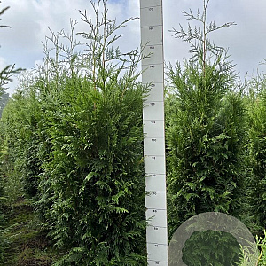 Thuja pl. 'Martin' 140-160 cm met kluit