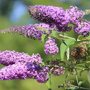 Buddleja d. 'Border Beauty' 20-40 cm 2,0L