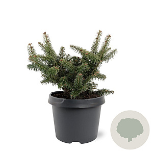 Abies bals. 'Nana' 20-25 cm 3,0L