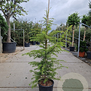Cedrus deod. 'Aurea' 125-150 cm 18L