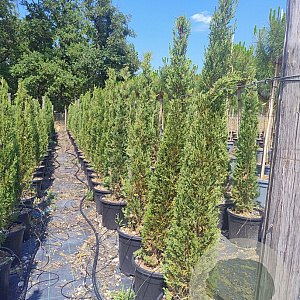Cupressus semp. 'Pyramidalis' 100-125 cm container meerstammig
