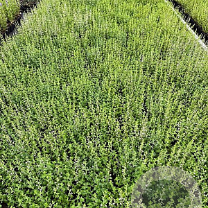 Calamintha nepeta GM P9